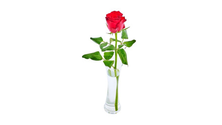 Co-Op Valentine's Luxury Single Rose