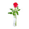 Co-Op Valentine's Luxury Single Rose