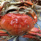 Dungeness Crab Cluster 1/2 Lb