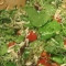 Salata de rucola