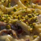 Pasta With Parmesan Fondue