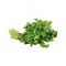 Cilantro 1 Ct