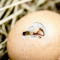 Chipotle Chicken, Scrambled Egg Avocado On Ciabatta