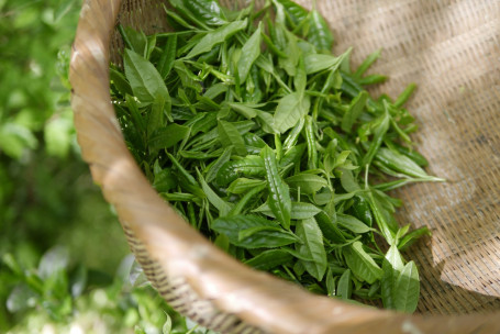 Brisk Zielona Herbata Bez Kalorii Brzoskwinia