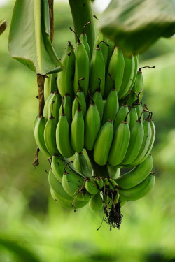 Bananenpeper