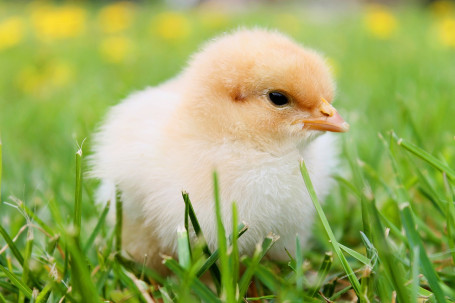 Chick-Fil-A Waflowe Frytki Ziemniaczane