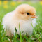Chick-Fil-A Waflowe Frytki Ziemniaczane