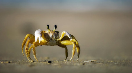 Crab Linguini Alfredo