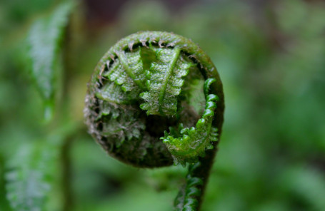 Rotolo Di Yorkshire