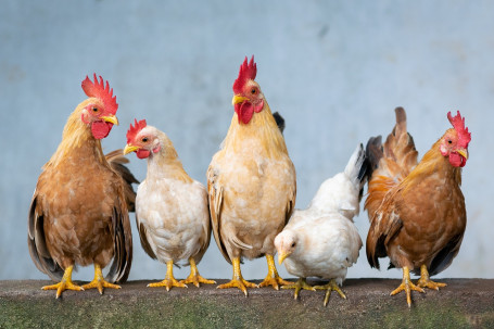 Polpettone Di Pollo