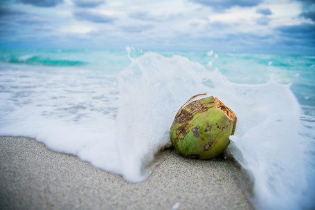 Rinfrescanti Alla Noce Di Cocco Di Dunkin