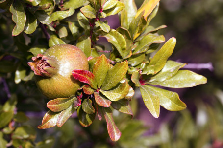 Sobe Yumberry Pomegranate