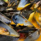 Mussels Calabrese
