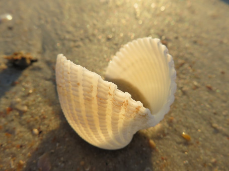 Scoici De Mare Prăjite În Tigaie