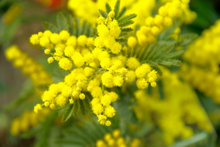 Bodemloze Mimosa's