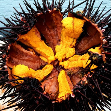 Uni (Sea Urchin)