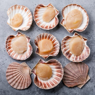 Sea Scallop