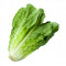 Pp Cos Lettuce