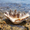 Giant Clam