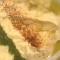 Babaghanoush Hummus With Tortilla Chips (Oil,Zhoug Sauce, Chipotle Powder) (1)