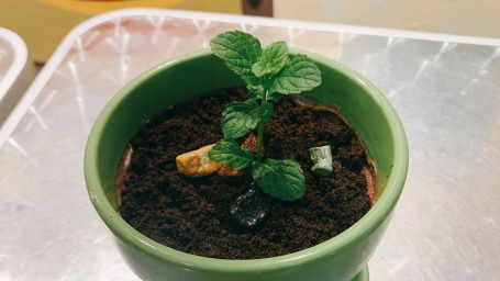 Tiramisu Pot Guǐ Shí Ní