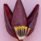 Banana Flower