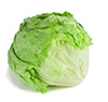 Leaf of lettuce