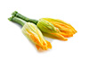 Flowers of zucchini