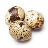 Eggs of quail