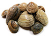 Small-neck clams