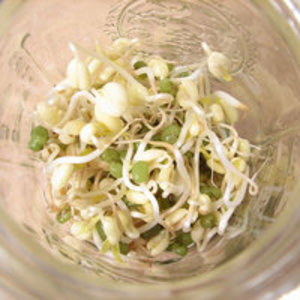 MUNG BEAN SPROUTS