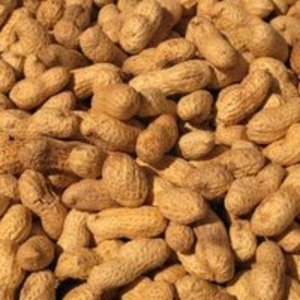 Saltede peanuts