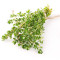 Thyme sprig