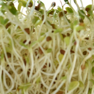 Mixed Sprouts