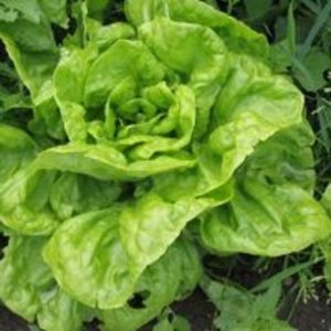 Bibb lettuce