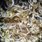 Soybean sprouts