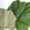 Grape leaves