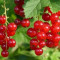 Red currants