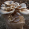 OYSTER MUSHROOMS