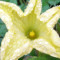 Squash blossoms