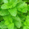 Shiso