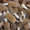 Morels