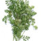 Coriander leaf