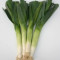 Leek