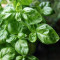 Thai basil