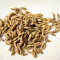 Cumin seeds