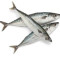 Spanish mackerel